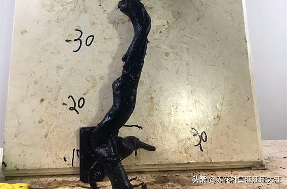 老鸦柿下山桩，注意这两点，生根发芽快，成活率高