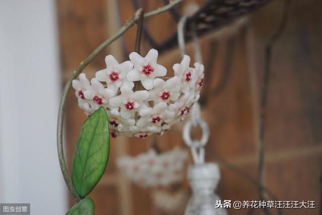 球兰开花“特”困难，两个“选择”没做对