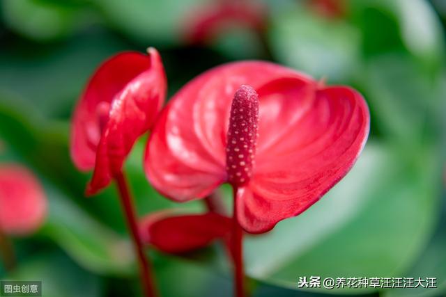 水培红掌养护，做好这两点，不黄叶，红花开不停