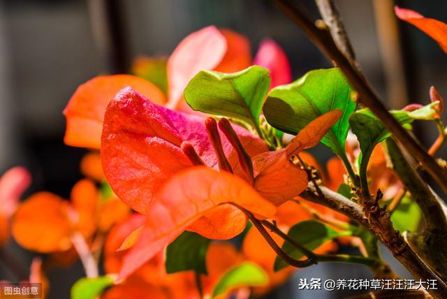 三角梅开花少而小，三个小“动作”，植株焕发生机，开花大又多