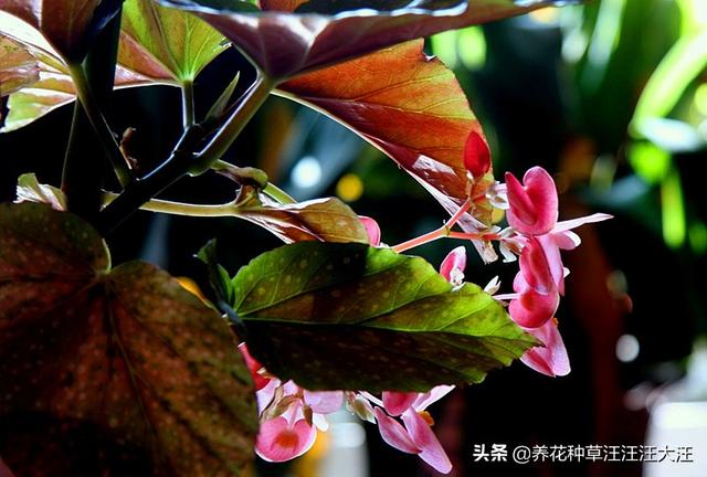 竹节海棠扦插繁殖，时机至关重要，正确选择，提高成活率