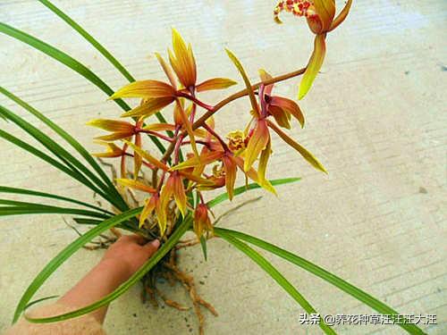 蕙兰孕蕾期养护，做好这三点，花葶高出“架”，花大香气浓