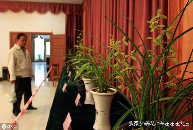蕙兰孕蕾期养护，做好这三点，花葶高出“架”，花大香气浓