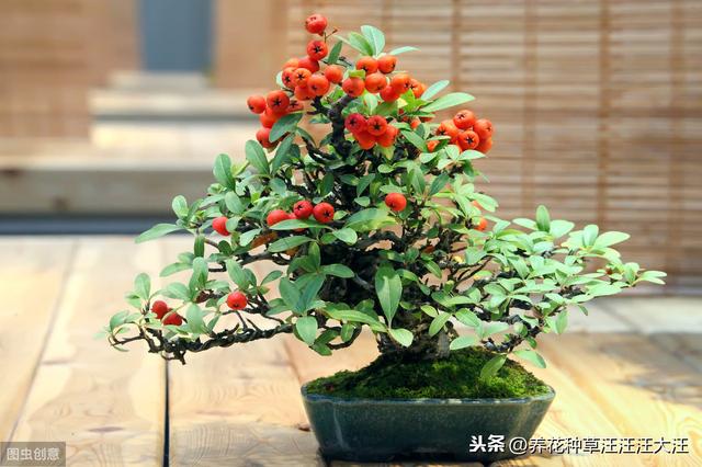 火棘盆景“失枝”，两个方法补救，造型随心所欲