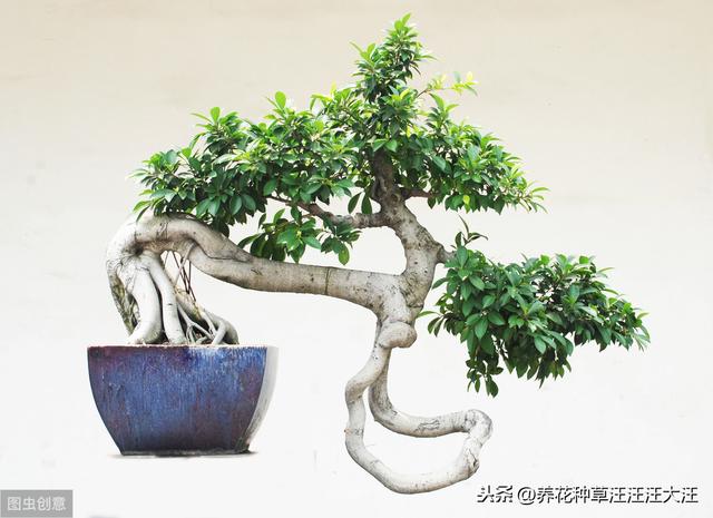 盆栽小榕树不长气生根，使用这“三种”方法，根系多，植株旺