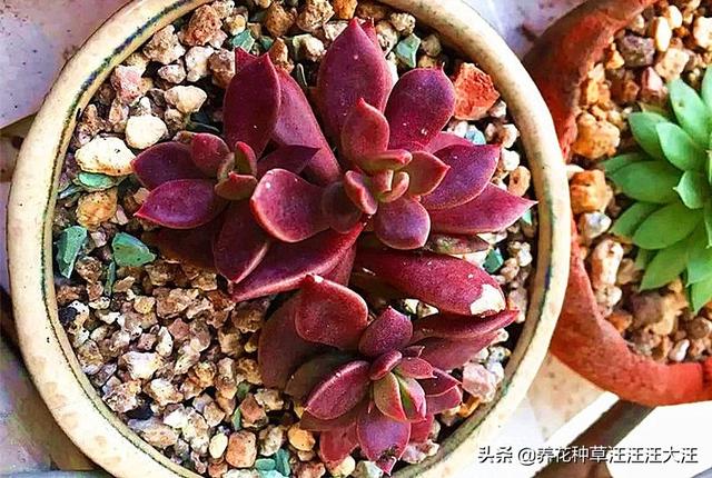 养花过程中，浇水操作，正确掌握这几点，才能养好花