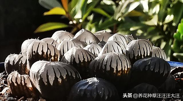 玉露叶子经常喷水，是好还是坏？主要看这三点