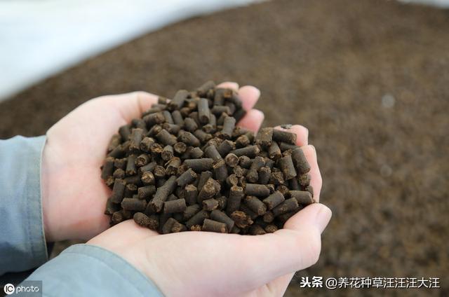 三角梅栽种，添加底肥时，注意这三点，不伤苗，生长旺