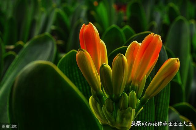 君子兰养护，看见这几种“表现”，需要及时处理，否则“成追忆”