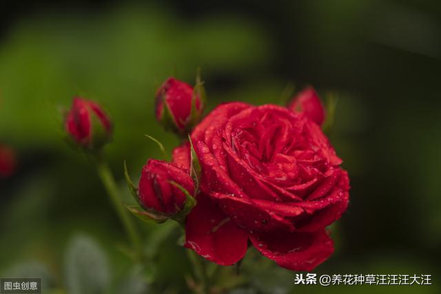 月季秋季裸根换盆，做好四个“不要”，快速服盆，还能再开一波花
