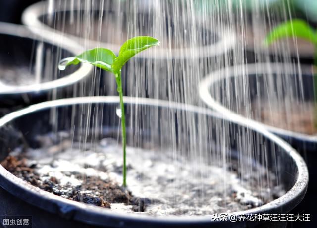 养花过程中，浇水操作，正确掌握这几点，才能养好花