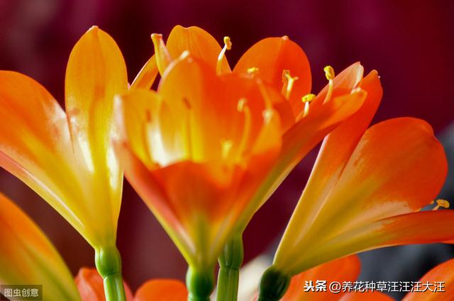 君子兰养护，看见这几种“表现”，需要及时处理，否则“成追忆”
