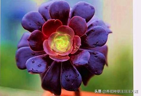 圆叶黑法师冬季养护，做好这四点，生长快速，叶色更黑亮