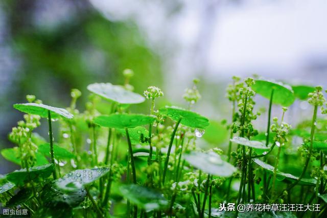 养护铜钱草，注意这几点，阳台绿成一片“大草原”