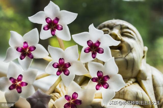 球兰开花“特”困难，两个“选择”没做对