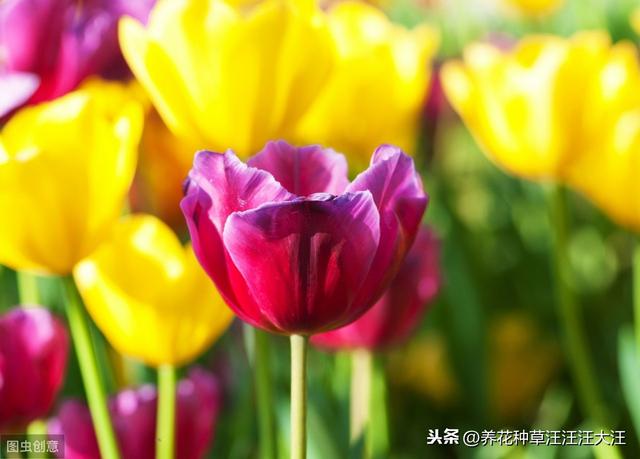 郁金香花花期过后，做好两个“阶段”的养护，年年都能有花看