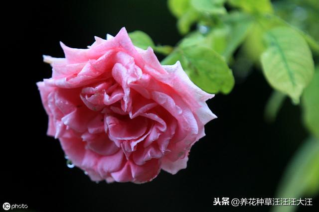 月季秋季裸根换盆，做好四个“不要”，快速服盆，还能再开一波花