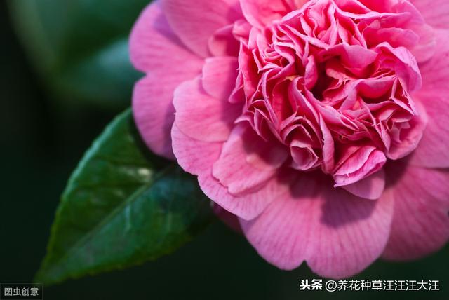 养花过程中，浇水操作，正确掌握这几点，才能养好花