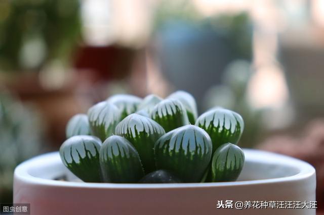 玉露叶子经常喷水，是好还是坏？主要看这三点