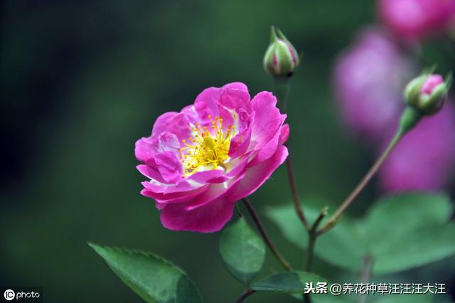 北方扦插蔷薇杆子，给它穿件“皮大衣”，生根快，成活率高