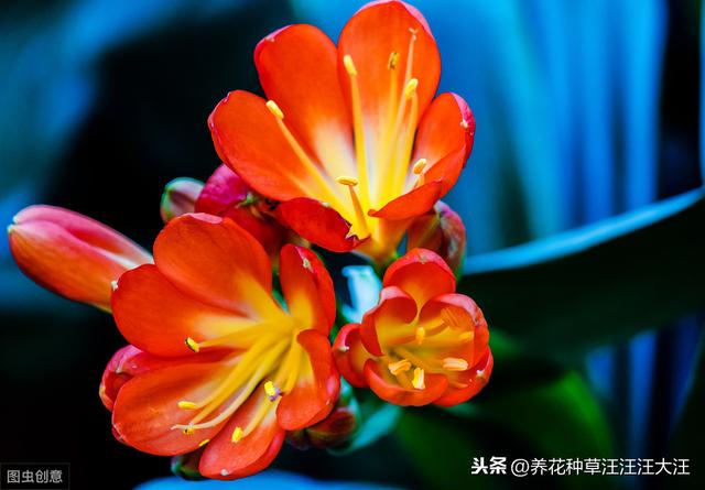 君子兰叶片边缘发黄干枯的五大原因，以及解决办法