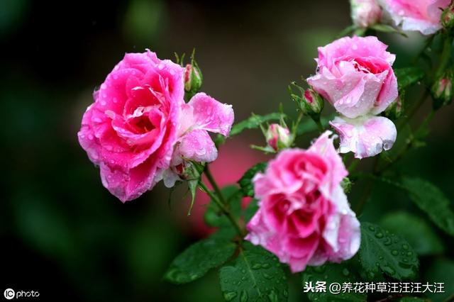 月季秋季裸根换盆，做好四个“不要”，快速服盆，还能再开一波花