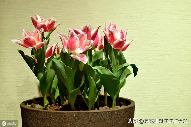 鸡蛋壳在养花过程中，真的有那么好？使用方法错误，无害无利