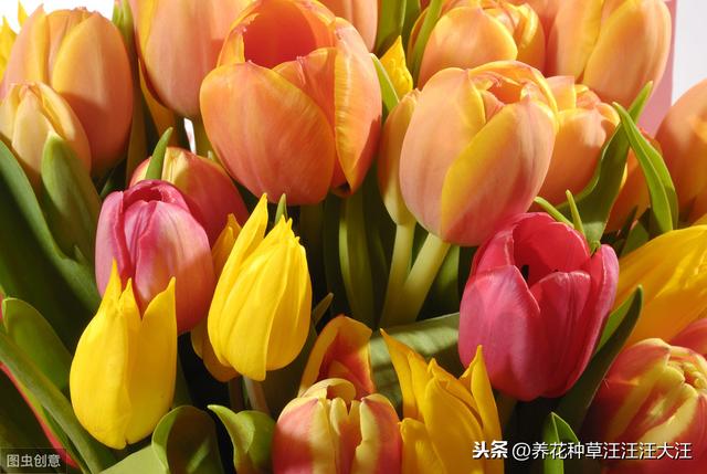 郁金香花花期过后，做好两个“阶段”的养护，年年都能有花看