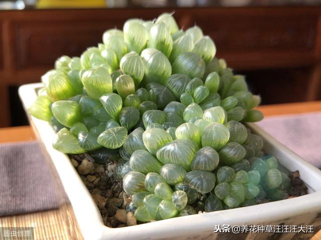 玉露叶子经常喷水，是好还是坏？主要看这三点