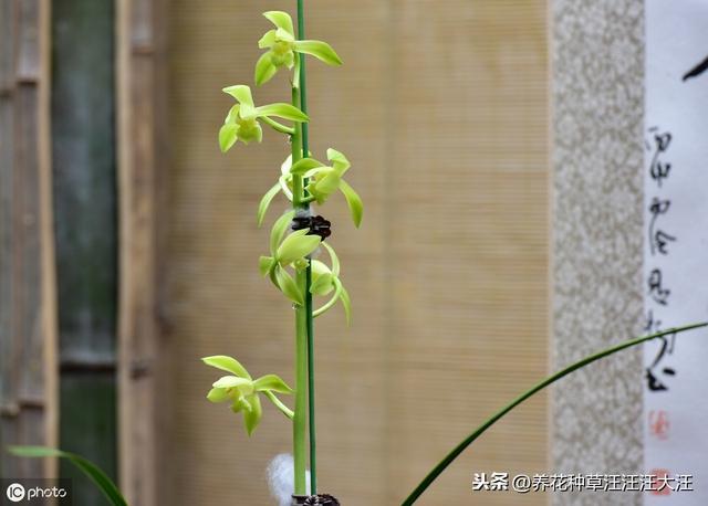 蕙兰孕蕾期养护，做好这三点，花葶高出“架”，花大香气浓