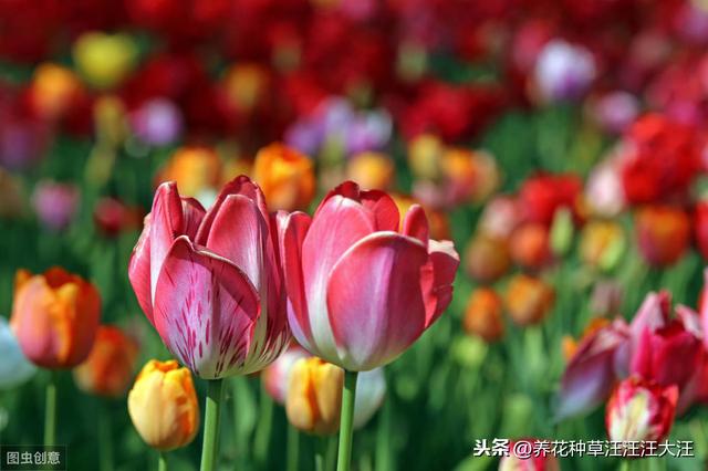 郁金香花花期过后，做好两个“阶段”的养护，年年都能有花看