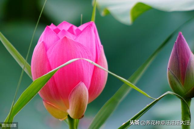 郁金香花花期过后，做好两个“阶段”的养护，年年都能有花看