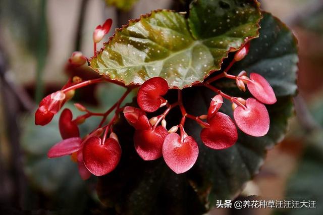 竹节海棠扦插繁殖，时机至关重要，正确选择，提高成活率