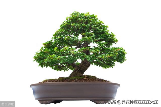 盆栽小榕树不长气生根，使用这“三种”方法，根系多，植株旺