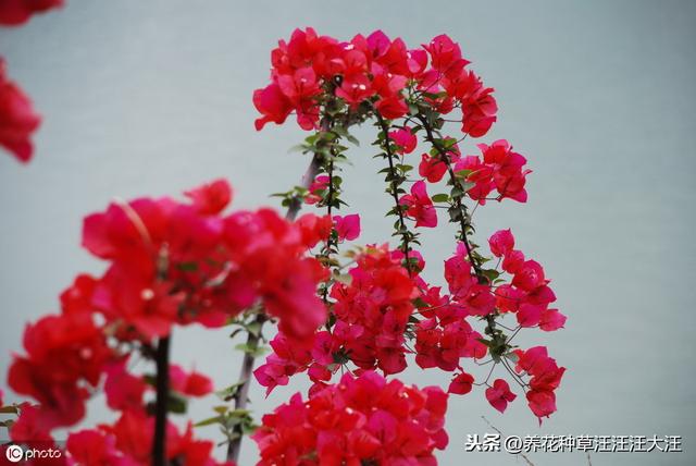 三角梅开花少而小，三个小“动作”，植株焕发生机，开花大又多