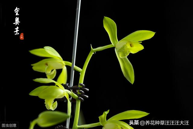 蕙兰孕蕾期养护，做好这三点，花葶高出“架”，花大香气浓