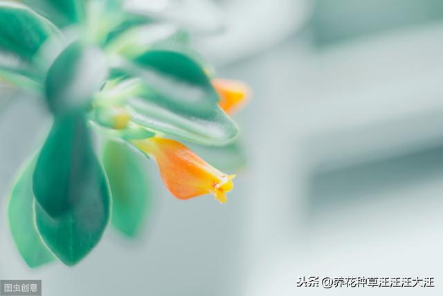 金鱼吊兰秋季养护，做好这三点，花芽“蹭蹭冒”，“小鱼”挂满枝
