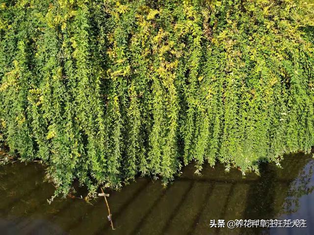 盆栽迎春花，摘心分着“三步”走，植株更饱满，开花更多更艳丽