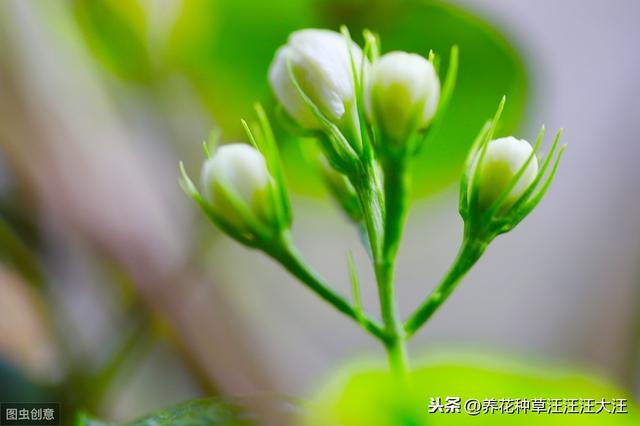 做到五个“长”，让茉莉花株型矮壮紧凑，开花更多更香