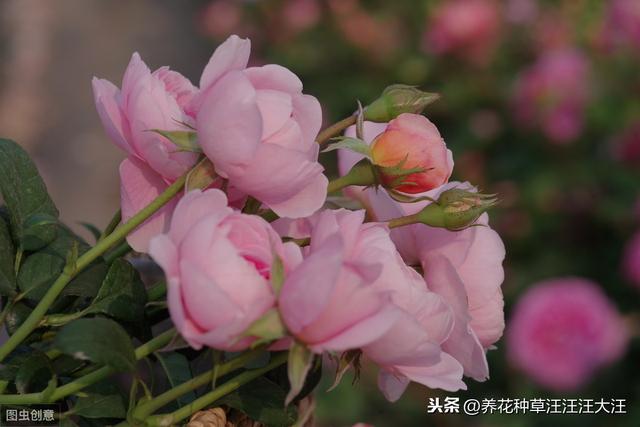 月季冒笋芽后，施肥很重要，注意这几点，笋芽“蹭蹭”长