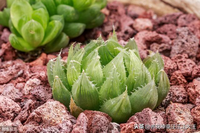 玉露叶子经常喷水，是好还是坏？主要看这三点