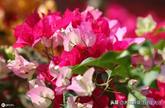 三角梅栽种，添加底肥时，注意这三点，不伤苗，生长旺
