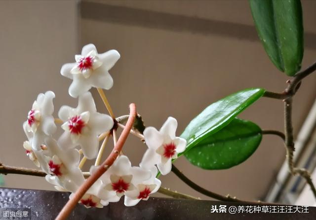 球兰开花“特”困难，两个“选择”没做对