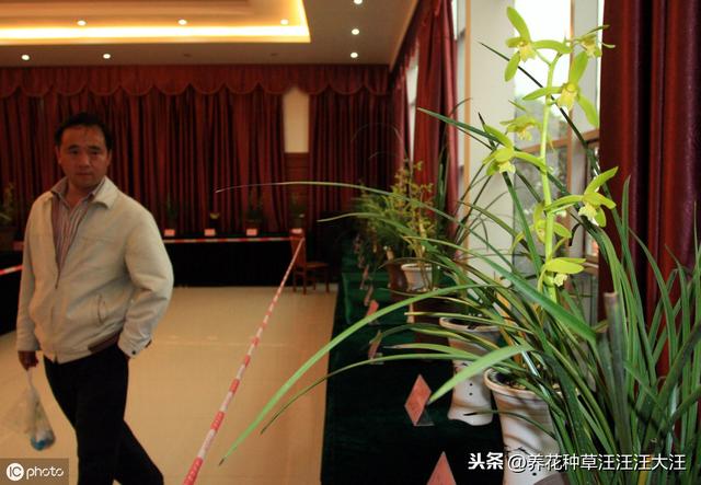 蕙兰孕蕾期养护，做好这三点，花葶高出“架”，花大香气浓
