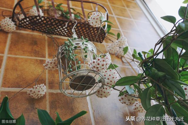 球兰开花“特”困难，两个“选择”没做对