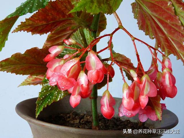 竹节海棠扦插繁殖，时机至关重要，正确选择，提高成活率