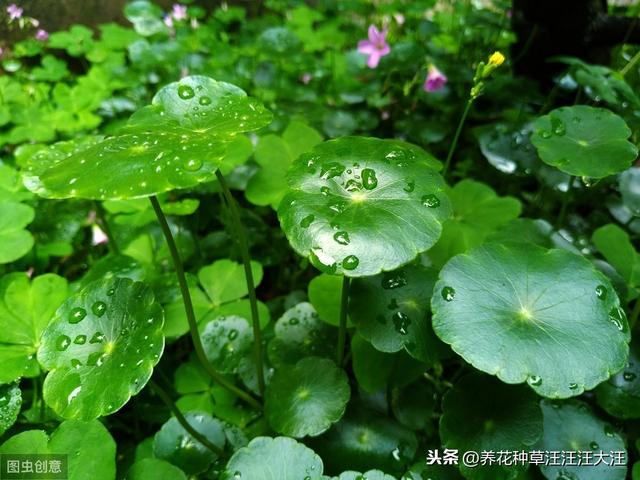 养护铜钱草，注意这几点，阳台绿成一片“大草原”