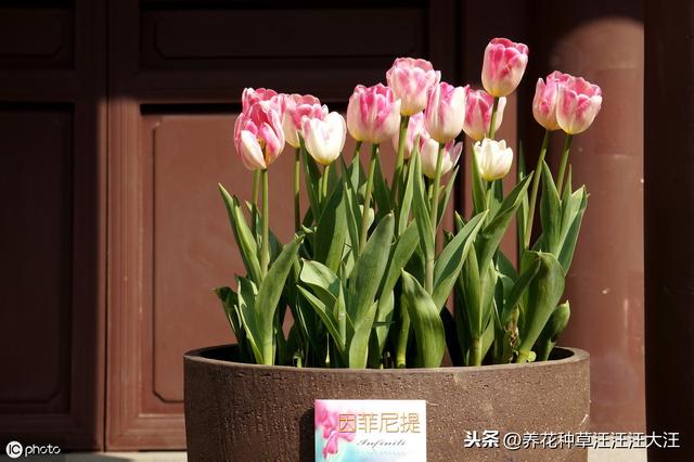 给花卉植物施用黄豆水肥，需要注意五点，花卉植物生长旺
