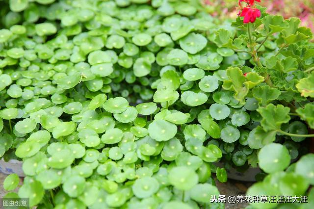 养护铜钱草，注意这几点，阳台绿成一片“大草原”