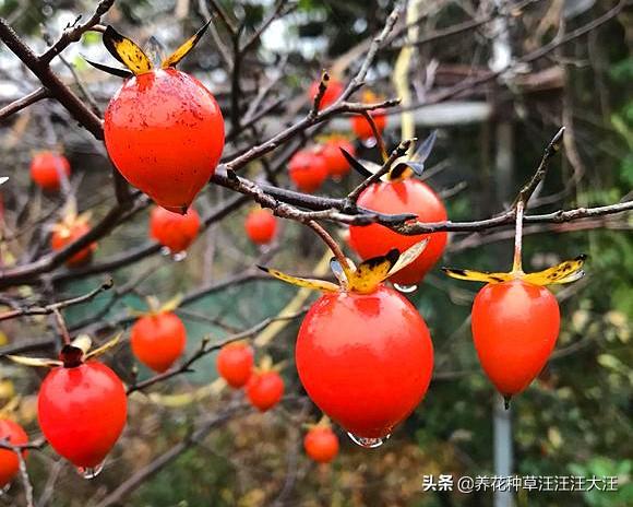 老鸦柿下山桩，注意这两点，生根发芽快，成活率高